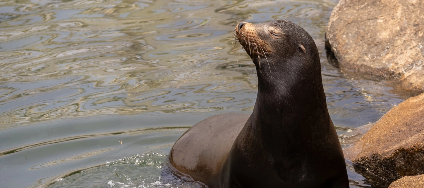 Sea Lion in Morro Bay, CA